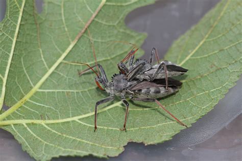 Are Wheel Bug Nymphs Poisonous