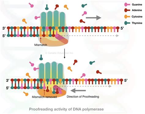 How Dna “proofreading” Occurs During Replication 4 Ways It Happens Genetic Education