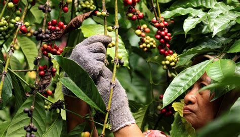 Perubahan Iklim Pengaruhi Produksi Kopi Di Toraja Koran Jakarta