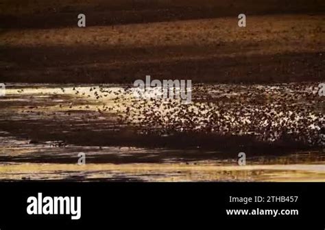 Red Billed Quelea Flock Flying Above Water At Sunset In Kruger National