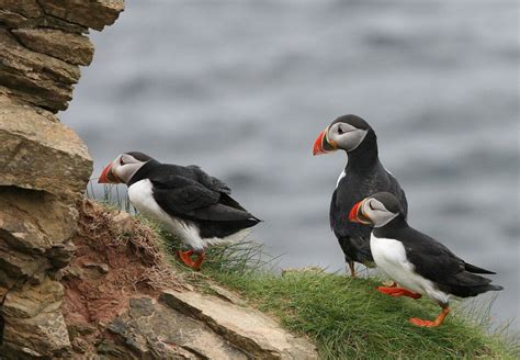 First Evidence Found Of Tool Use By Seabirds