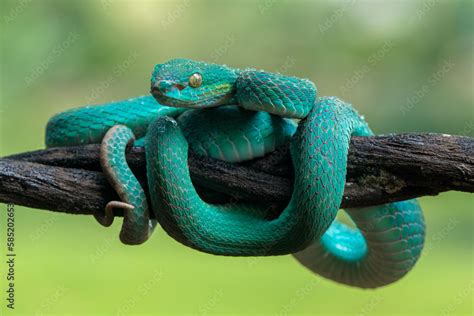 Trimeresurus Insularis Or Indonesian Pit Viper Lesser Sunda Islands