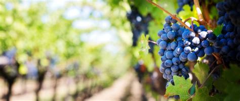 Wines of California: A Brief Guide