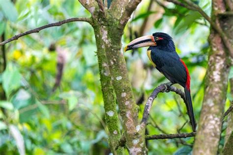 Quito Private Full Day Tour In Mindo Cloud Forest