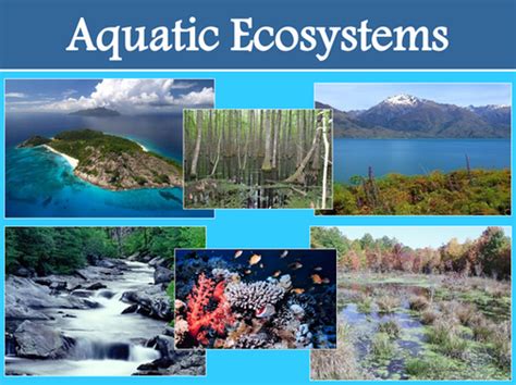 Aquatic Ecosystem Flashcards Quizlet