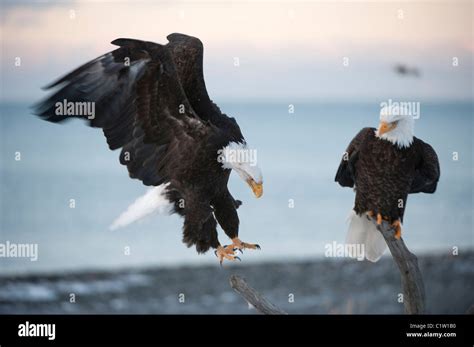 Bald Eagle Landing On Branch Hi Res Stock Photography And Images Alamy