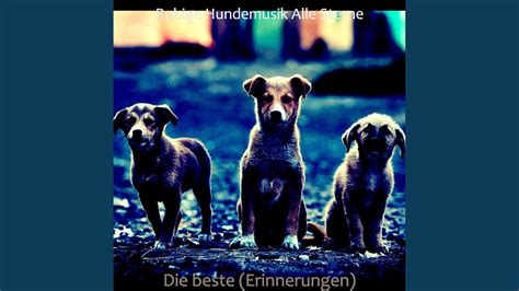 Bewegungslos Gestresste Hunde Youtube