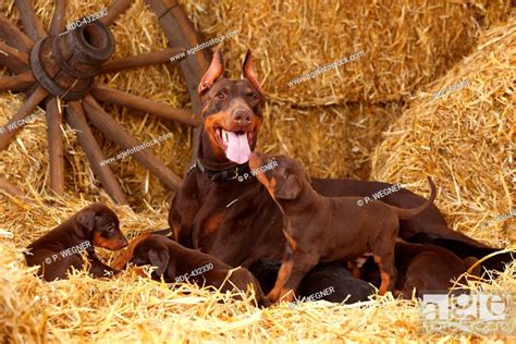 Doberman Uncropped Ears Puppy