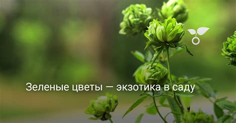 Зеленые цветы — экзотика в саду. 10 лучших вариантов с фото — Ботаничка