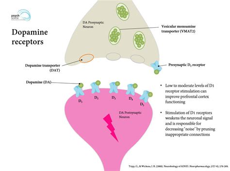 What Is Adhd Dopamine