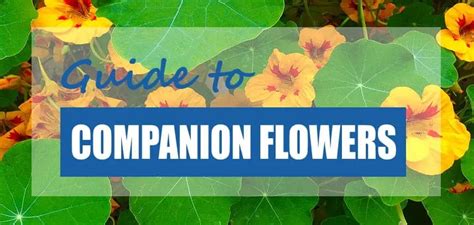 10 Companion Planting Flowers for Vegetables (Top Picks) - Pond Informer