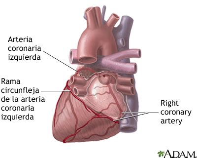 Arterias cardíacas posteriores MedlinePlus enciclopedia médica