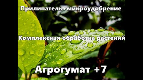 Прилипатель для растений. Комплексный препарат Агрогумат +7 - YouTube