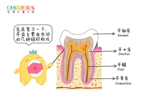 牙齿解剖图z31199691 站酷zcool