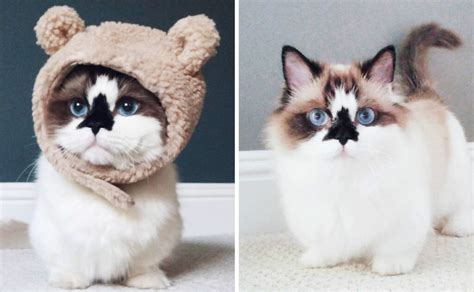 Meet Albert The Cutest Munchkin Cat On The Internet