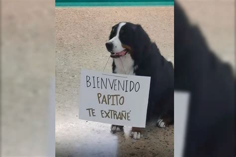 El Emotivo Reencuentro En Video De Perro Y Su Dueño En Aeropuerto