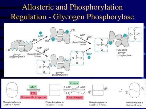 PPT REGULATION OF ENZYME ACTIVITY PowerPoint Presentation Free