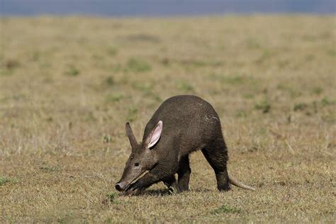 10 Facts About Aardvarks