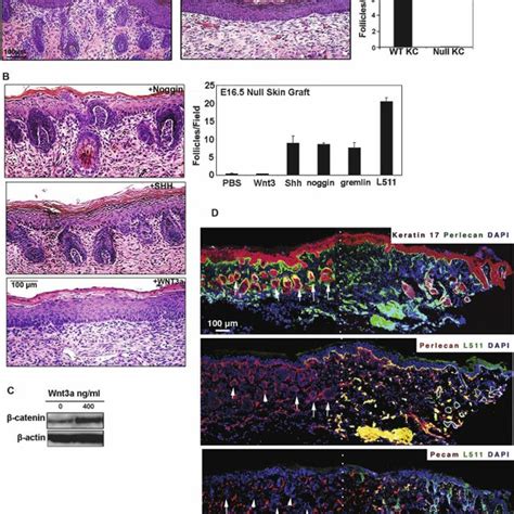 Schematic Of Laminin S Role In Hair Development Laminin Is