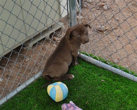 Dog For Adoption Gabriella A Pit Bull Terrier And Chocolate Labrador