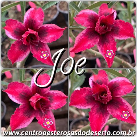 Rosa Do Deserto Muda De Enxerto Joe Flor Dobrada Centro Oeste