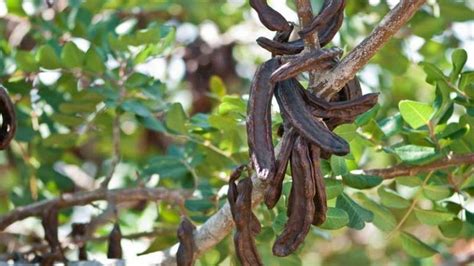 El Cultivo Del Algarrobo Agromática