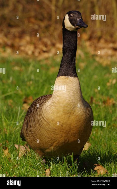 Beautiful canadian goose pair hi-res stock photography and images - Alamy