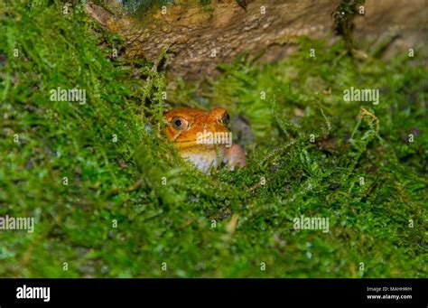 Tomato Frog Dyscophus Guineti Stock Photo Alamy