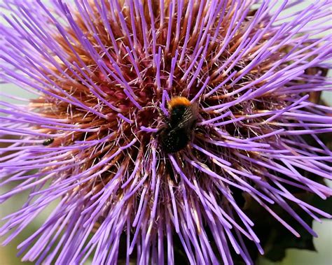 Purple Wallpaper Purple Wallpaper 558781 Fanpop