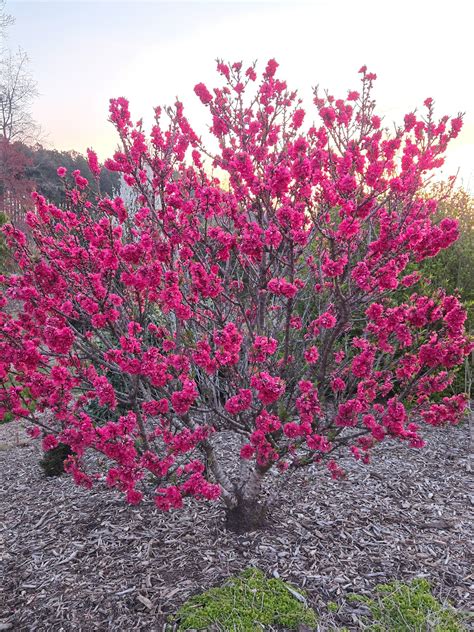 With Peaches Beauty Is More Than Skin Deep Juniper Level Botanic
