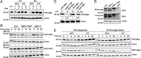 Pdf Pif Is A Negative Regulator Of The Cbf Pathway And Freezing