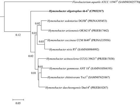 Phylogenomic Tree Computed From The Whole Genome Sequences Of Strain