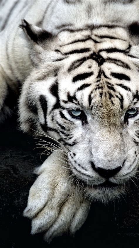 √ White Tiger With Blue Eyes Wallpaper