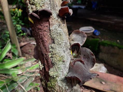 black ear fungus  auricularia polytricha   semi translucent dark