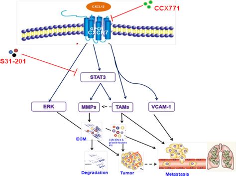 Schematic Representation Of Cxcr Mediated Signaling That Regulates