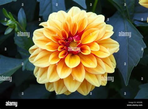 Yellow Flower Dahlia In The Garden Stock Photo Alamy