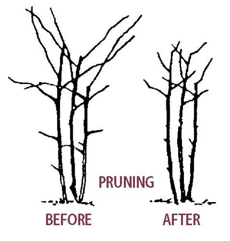 Pruning Blackberry Plants - Stark Bro's