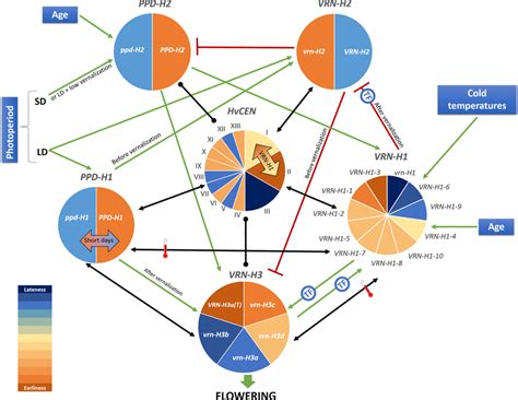 Allelic Series Effects Interactions Between Genes And With The Download Scientific Diagram