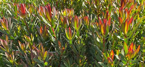 Buy Leucadendron for Sale | Online Plants Melbourne