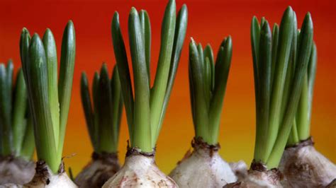 Tips To Give You The Best Blooming Bulbs Ever Starts At 60