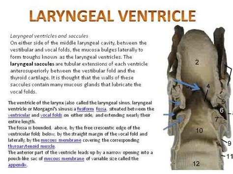 Ventricle Of Larynx Larynx Flashcards Quizlet
