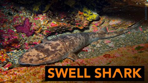 The Development Of Swell Sharks