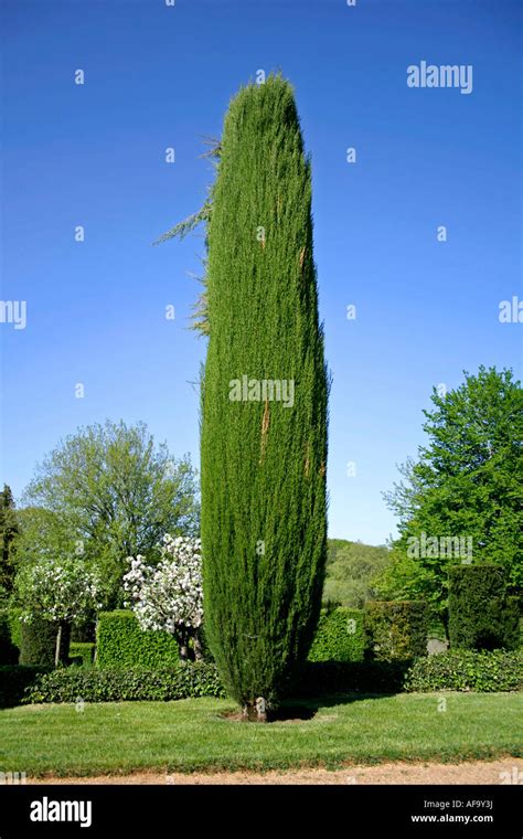 Cyprus Tree In The Gardens Of Eyrignac France Stock Photo Alamy