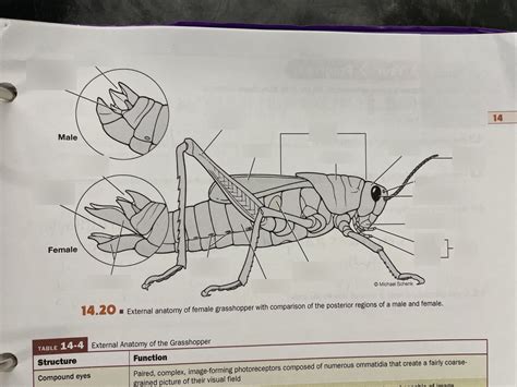 Lab Final Grasshopper Diagram Quizlet