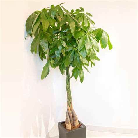 Money Tree T Plants For Sale