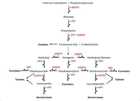 Comprehensive View Of The Polyphenol Biosynthetic Pathway Showing