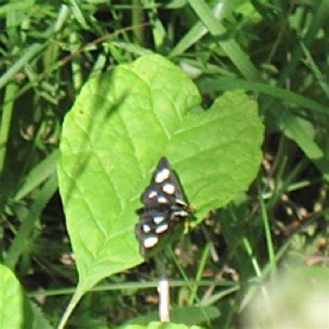 Eight Spotted Forester Moth Project Noah