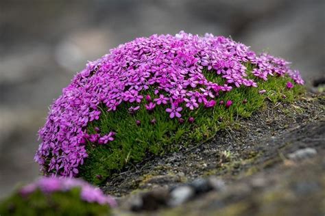 Arctic Moss Facts: Non-Vascular Flowerless Plants! | Kidadl