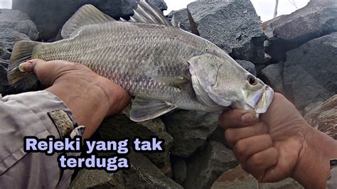 Strike Kakap Putih Barramundi Di Pinggir Batu Rejeki Yang Tak