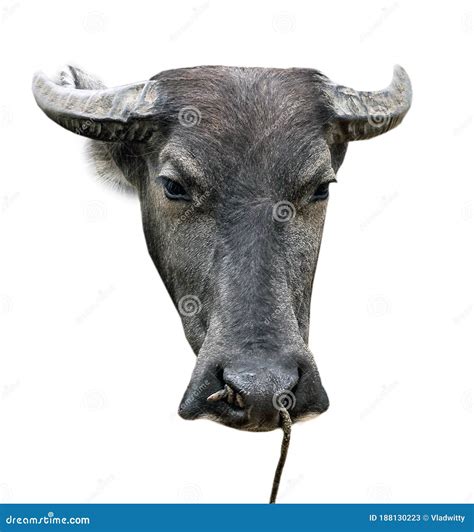 Buffalo Or Carabao Head Of An Ox Black Bull Isolated Stock Image